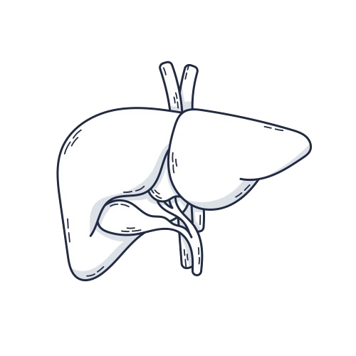 dessin foie